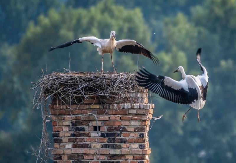 Expert Chimney Animal Removal in Carson, CA Professional Chimney Animal Removal Services in Carson, California