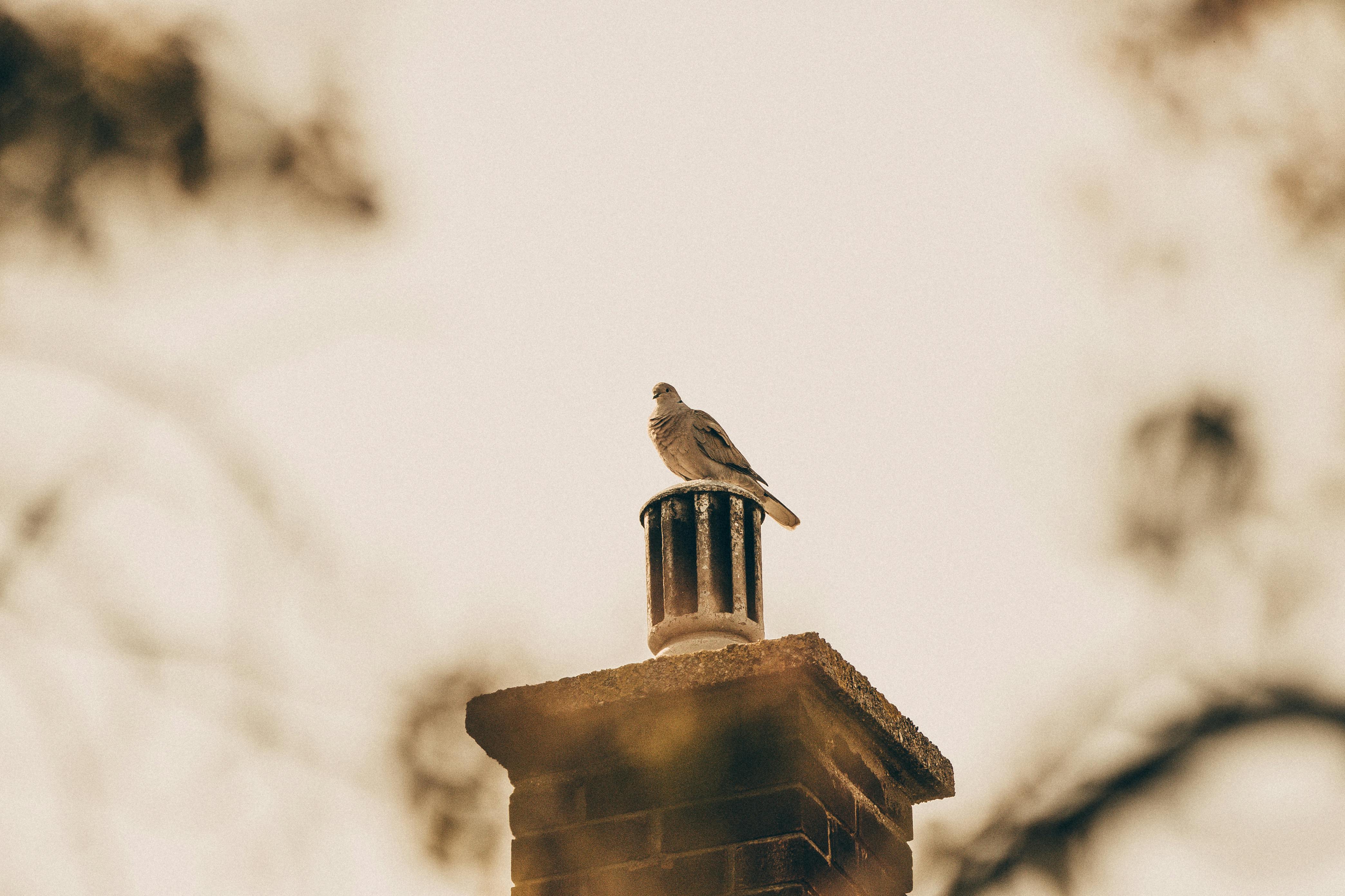 Professional Chimney Cap Installation Services in Carson, CA Expert Chimney Cap Installation in Carson, California